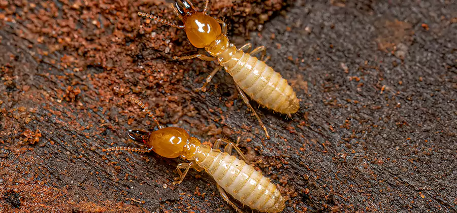 Natural Ant Hill Killer Treatment in Atlanta