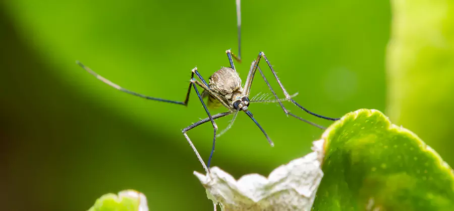 Natural Outdoor Mosquito Repellent in Atlanta