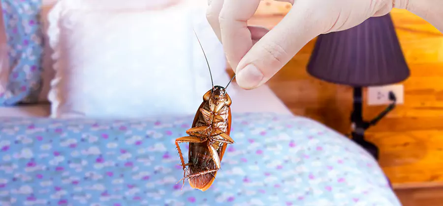 Bed Bug Inspection in Atlanta