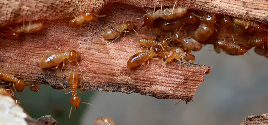 Termite Pest Management in Atlanta