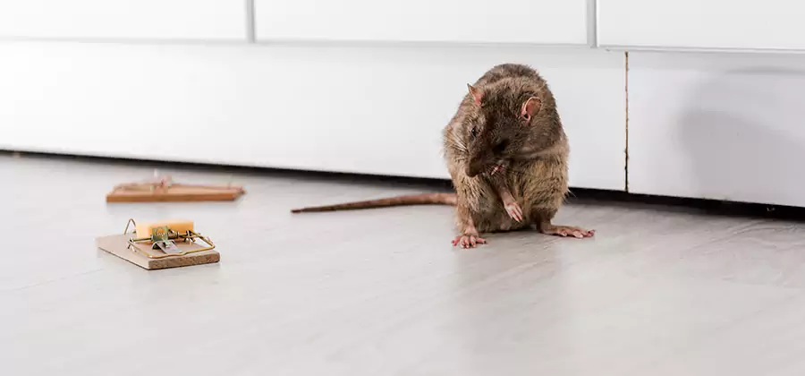 Rat Baiting Removal Service in Atlanta