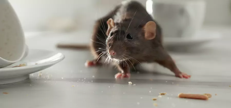 Attic Rat Exclusion Service in Atlanta
