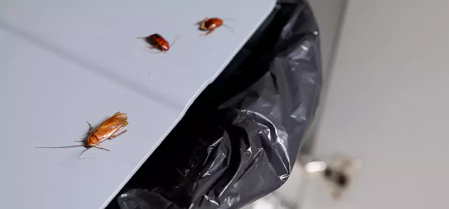 German Roach Pest Control in Atlanta