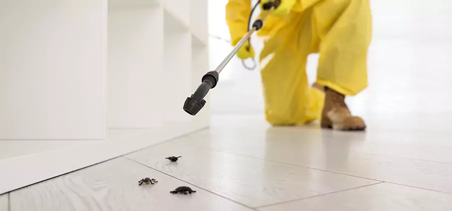 Roach and Bed Bug Exterminator in Atlanta