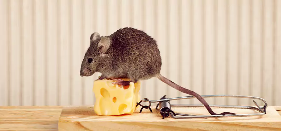 Commercial Rodent Exclusion Services in Atlanta