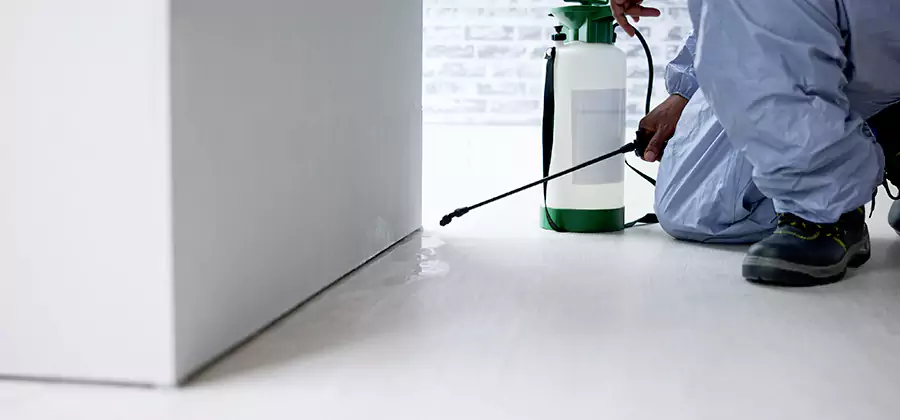 Rodent Trapping Service in Atlanta