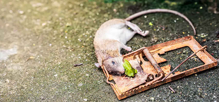Rat Trapping in Atlanta