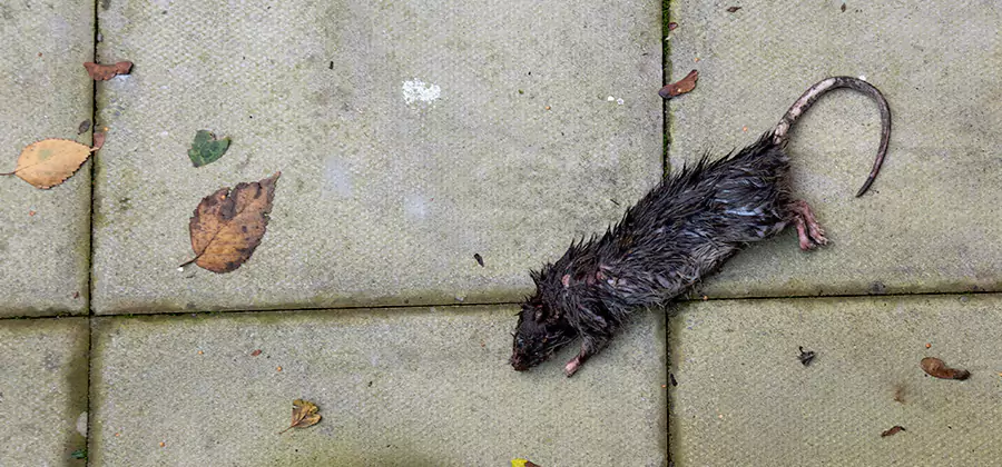 Rodent inspection service in Atlanta