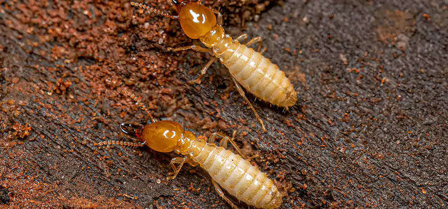 Sentricon Residential Termite Control in Atlanta