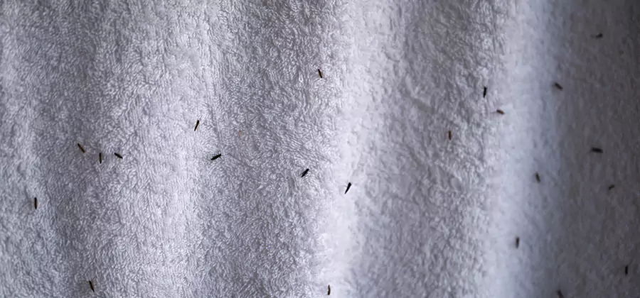 Small Black Ants in Bathroom Treatment in Atlanta