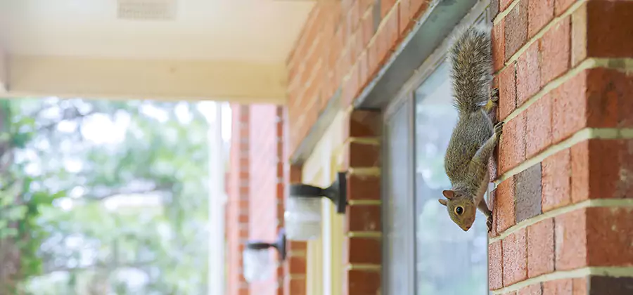 Squirrel Inside Walls Removal in Atlanta
