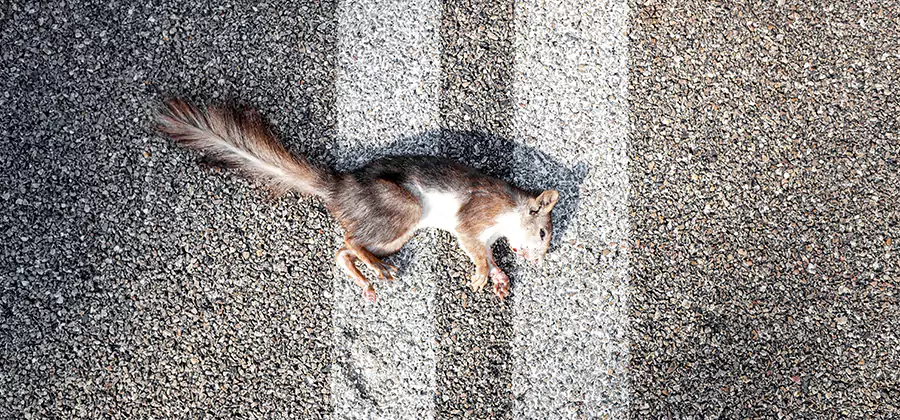 Dead Squirrel Removal in Atlanta
