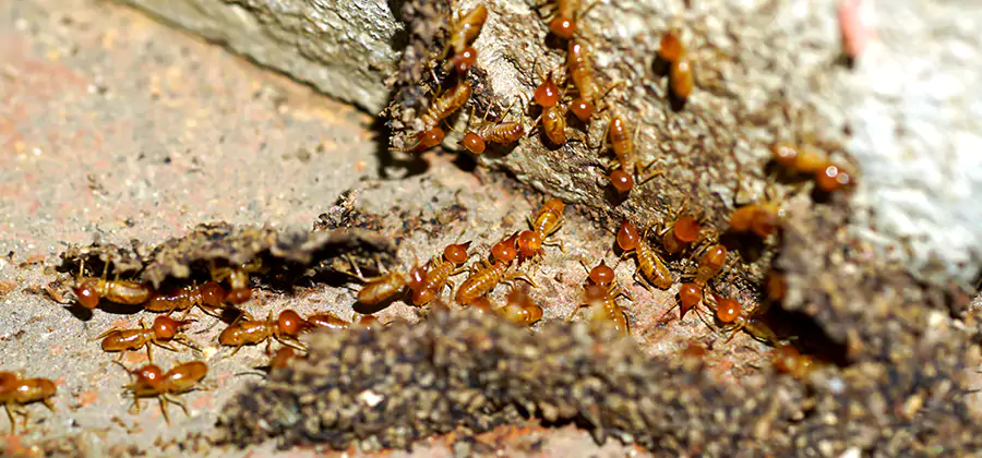 Wood Treatment and Localized Termite Solutions in Atlanta