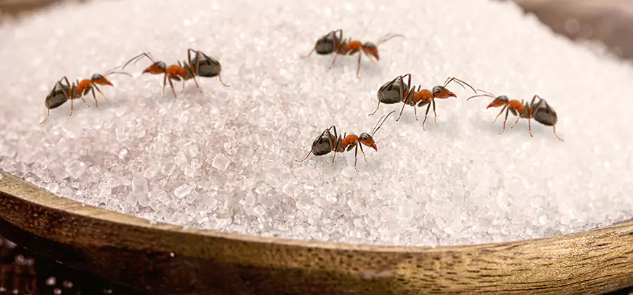 Indoor Sugar Ant Treatment in Atlanta