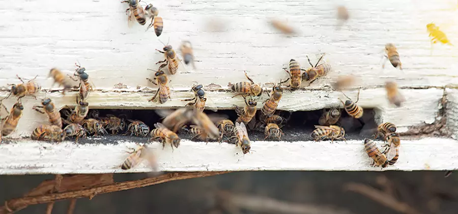 Residential Termite Fumigation in Atlanta