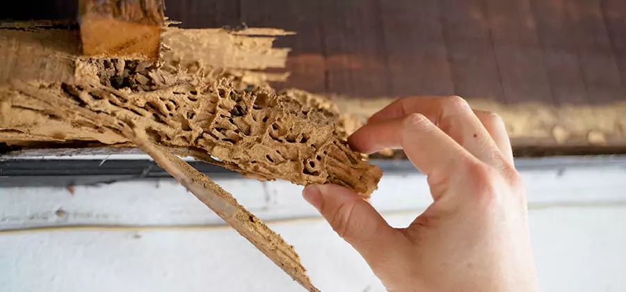 Pre-Purchase Termite Inspection in Atlanta
