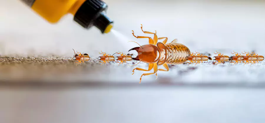 Foundation Termite Spraying Control in Atlanta