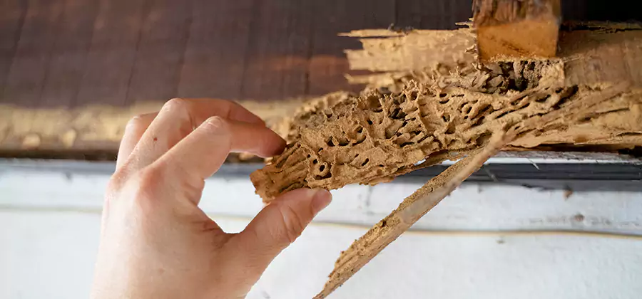 Pre-Construction Termite Treatment in Atlanta