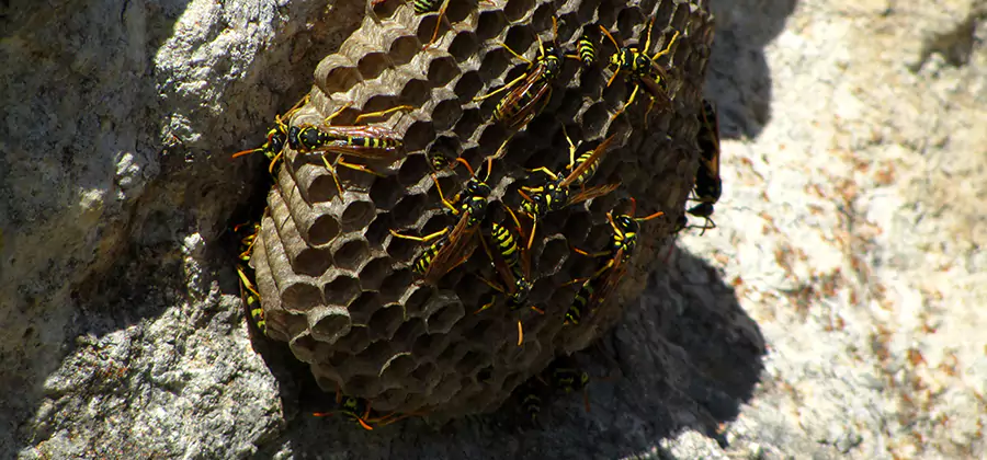 Wasp Nest in Tree Removal Atlanta