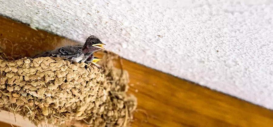 Bird Removal From House in Atlanta