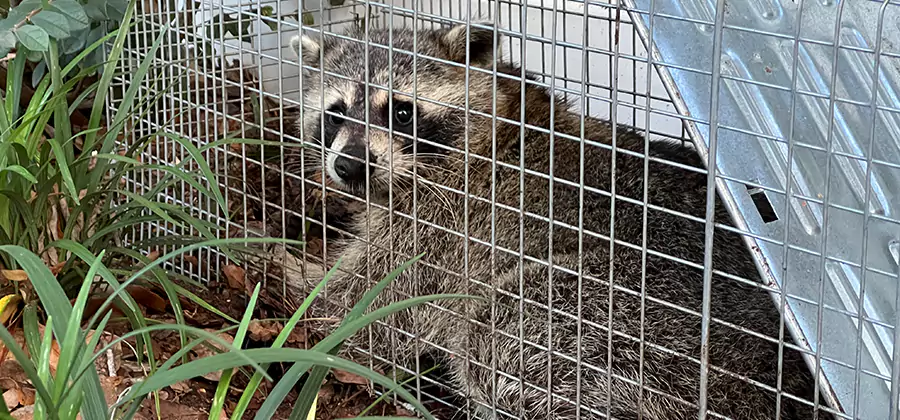 Wildlife Relocation Services in Atlanta