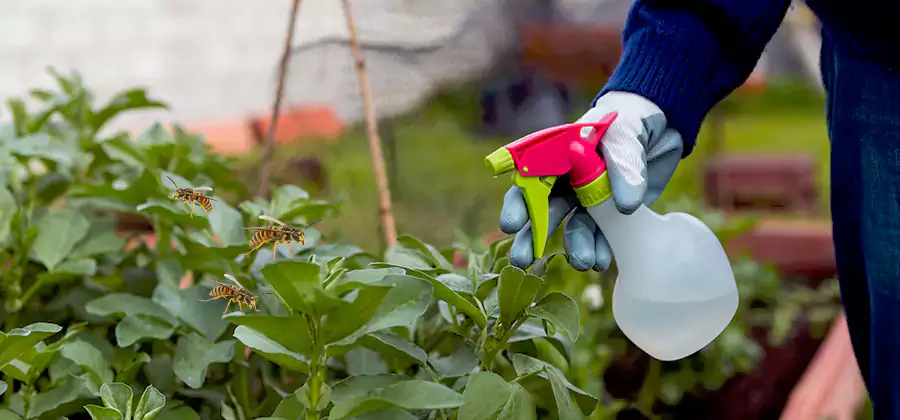 Yellow Jacket Pest Removal for Commercial Properties in Atlanta