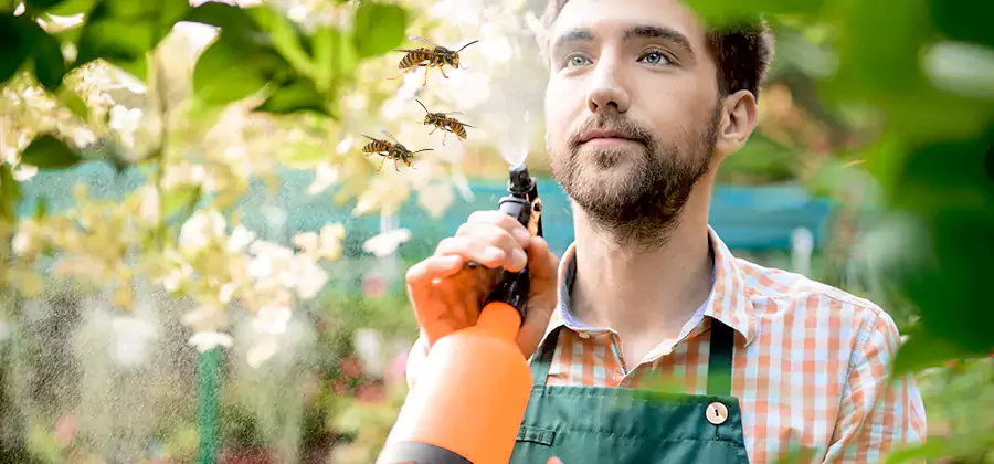 Yellow Jacket Wasp Removal in Atlanta