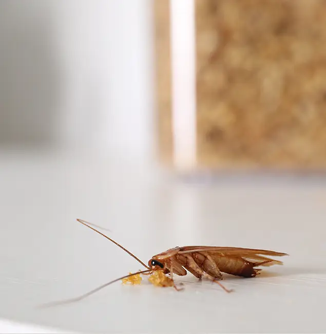 Why Atlanta Pest Control Expert Stands Out in Atlanta, GA?
