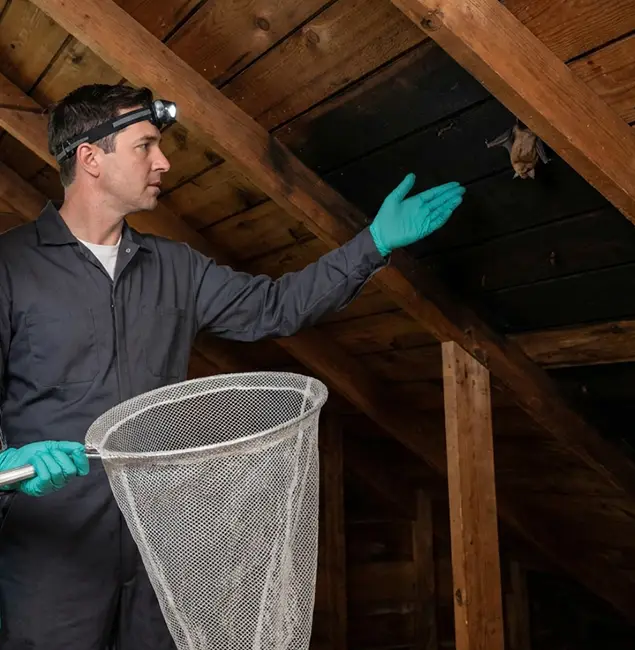 Why Atlanta Pest Control Expert Is the Right Choice in Atlanta, GA?