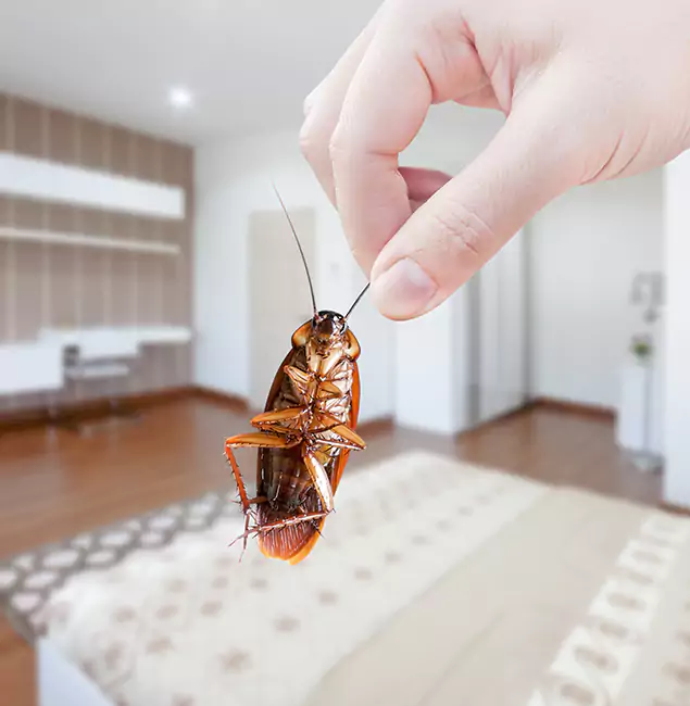 Why Atlanta Pest Control Expert Stand Out for Bed Bug Fumigation in Atlanta, GA?