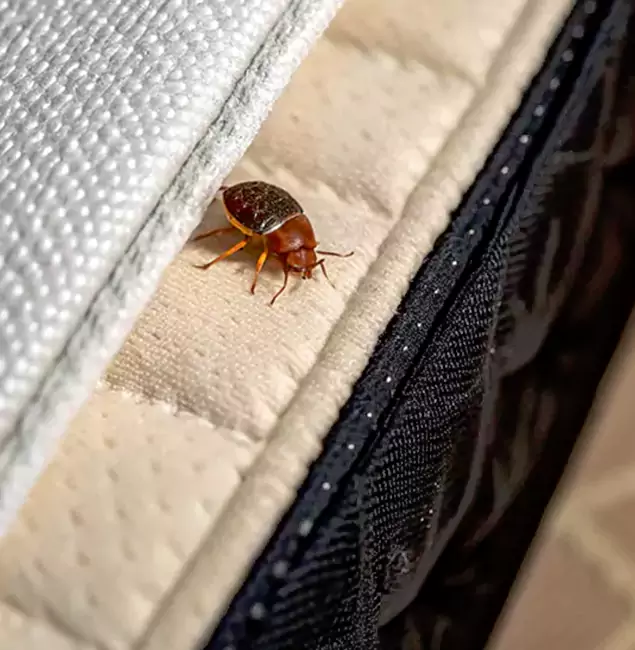 Why Choose Atlanta Pest Control Expert for Bed Bug Treatment at Home in Atlanta, GA?