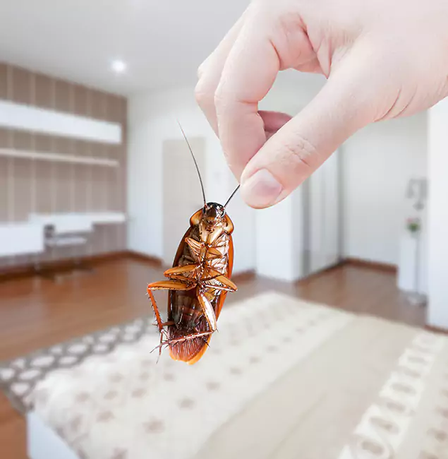 Why Atlanta Pest Control Expert Stand Out For Bed Bug Inspection in Atlanta, GA?