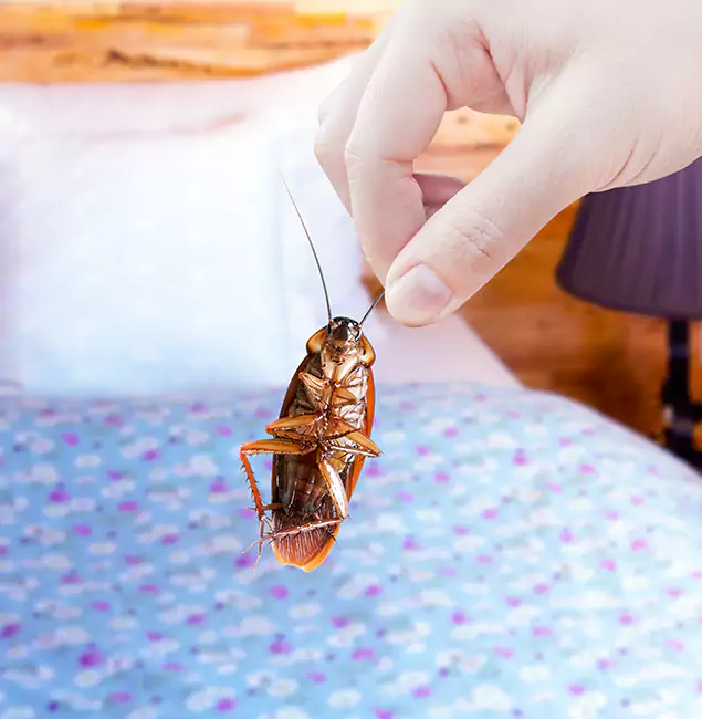 Why Choose Atlanta Pest Control Expert for Bed Bug Treatment in Atlanta, GA?