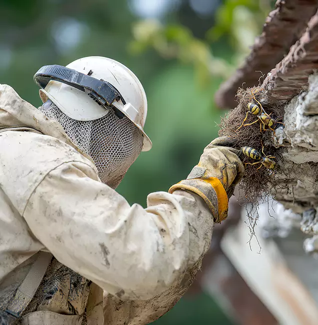 Why Atlanta Property Owners Choose Atlanta Pest Control Expert for Bee Exterminator?