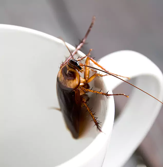 Why Atlanta, GA Residents Trust Atlanta Pest Control Expert for Cockroach Fumigation?