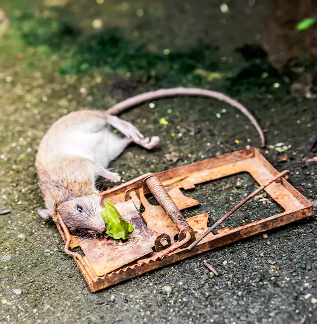 Why Atlanta, GA Homeowners Trust Atlanta Pest Control Expert for Rodent Removal?