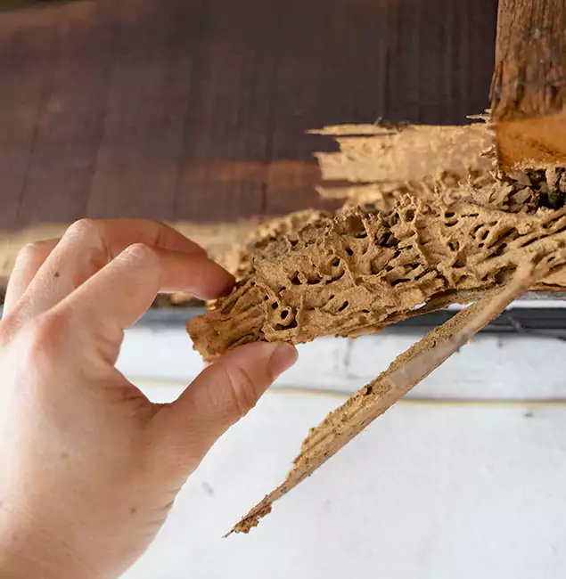 Why Choose Atlanta Pest Control Expert in Atlanta, GA?
