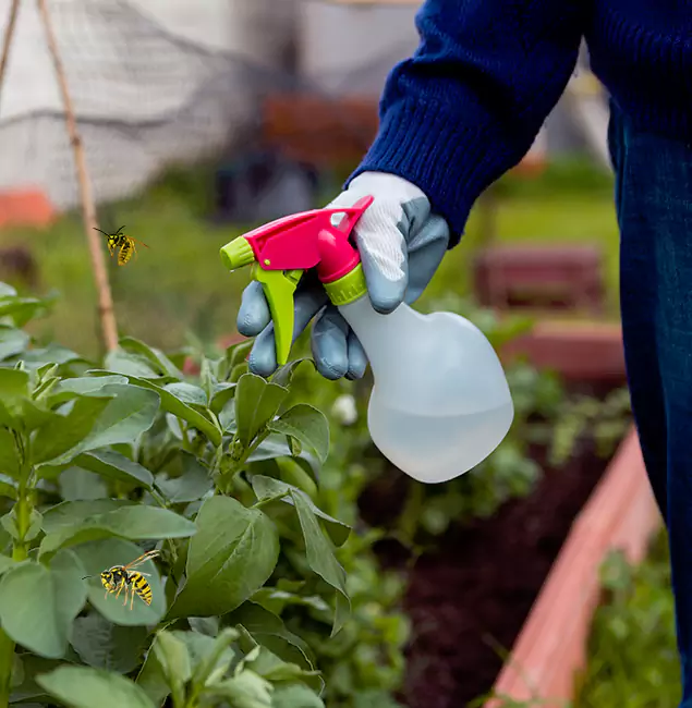 Why Atlanta Homeowners Choose Atlanta Pest Control Expert for Honey Bee Removal?