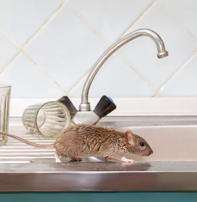 Why Atlanta, GA Trusts Atlanta Pest Control Expert for Humane Rodent Control?