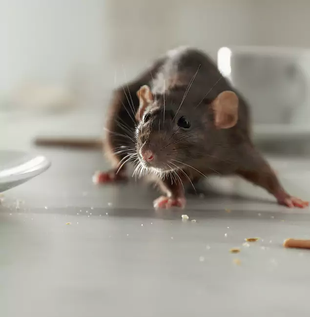 Why Atlanta Homeowners Choose Atlanta Pest Control Expert for Mice Control?