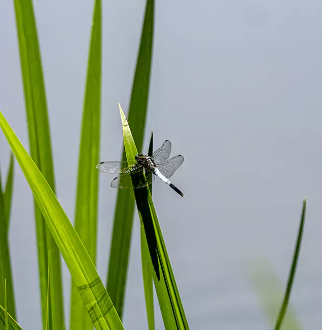 Why Atlanta Families Trust Atlanta Pest Control Expert for Mosquito Prevention?