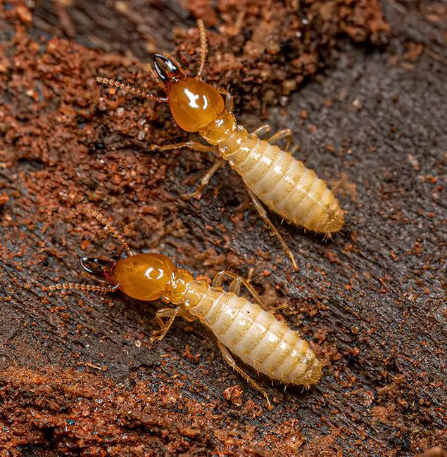 Why Choose Atlanta Pest Control Expert for Termite Treatment Without Tenting in Atlanta, GA?