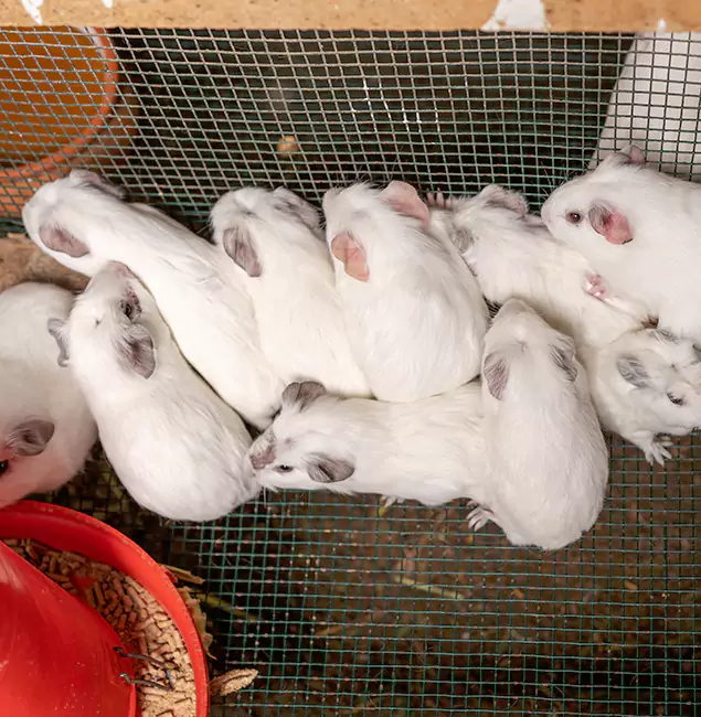 Why Choose Atlanta Pest Control Expert for Rat Infestation in Atlanta, GA?