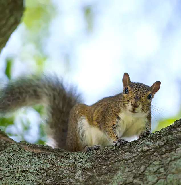 Why Atlanta, GA Relies on Atlanta Pest Control Expert for Squirrel Pest Control?