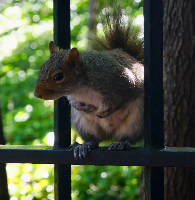 Why Atlanta, GA Chooses Atlanta Pest Control Expert for Squirrel Removal?