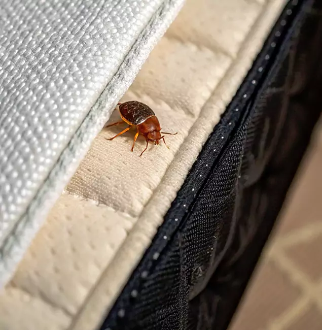 Why Atlanta Homeowners Trust Atlanta Pest Control Expert for Tick Treatment?