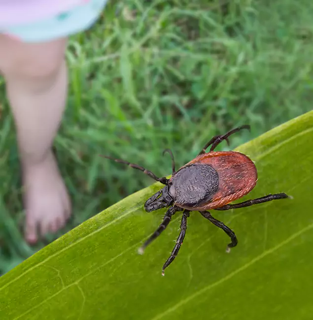 Why Atlanta Homeowners Choose Atlanta Pest Control Expert for Tick Extermination?