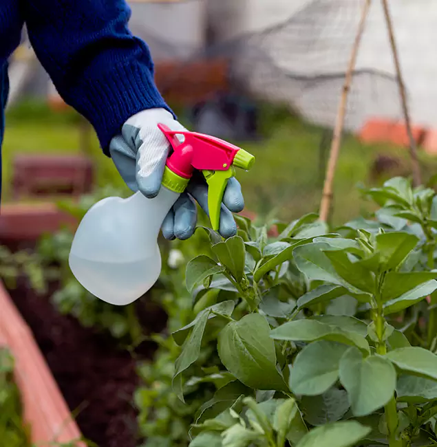 Why Atlanta Relies on Atlanta Pest Control Expert for Wasp Control Services?