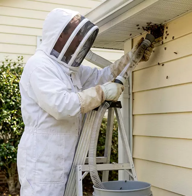 Why Atlanta Trusts Atlanta Pest Control Expert for Wasp Control?