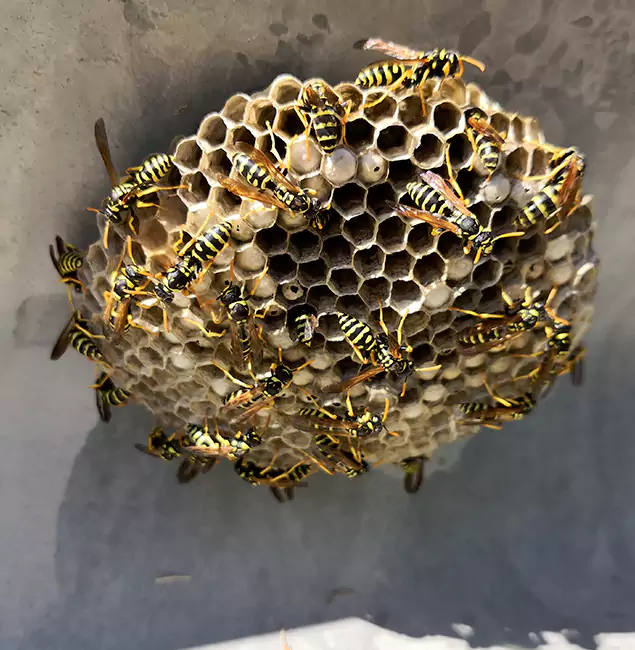 Why Atlanta Chooses Atlanta Pest Control Expert for Wasp Control Services?